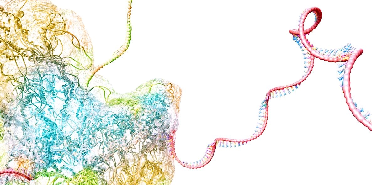 ribosome-rna