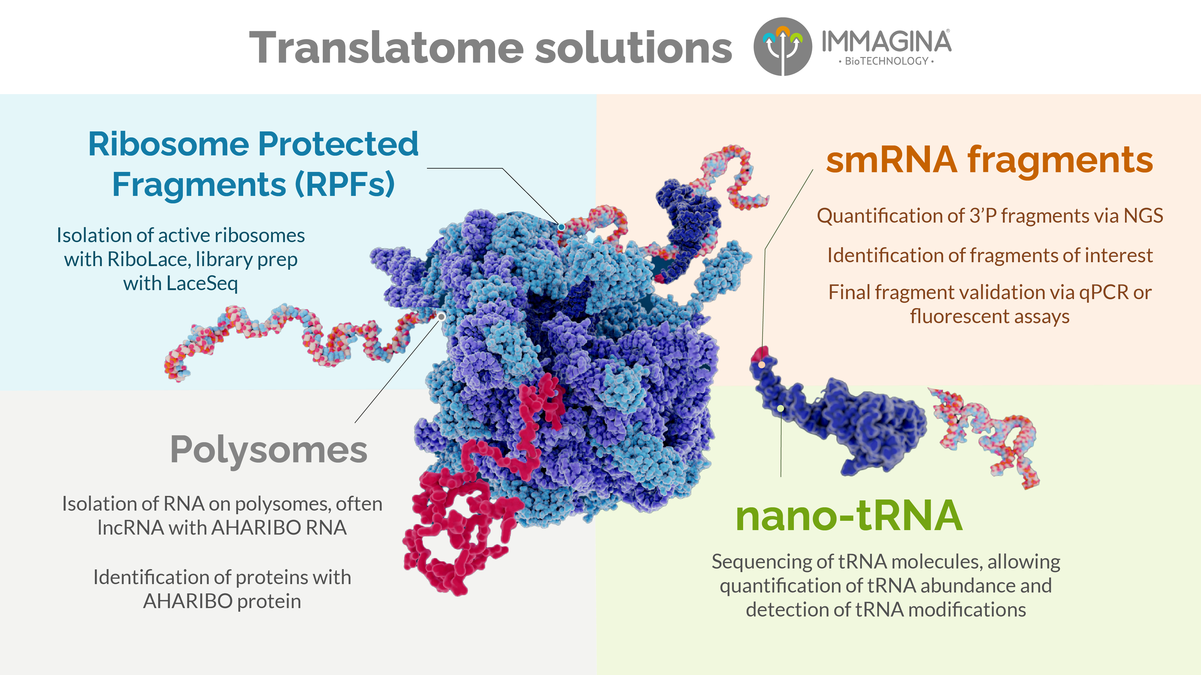 Ribosome poster for social media-02